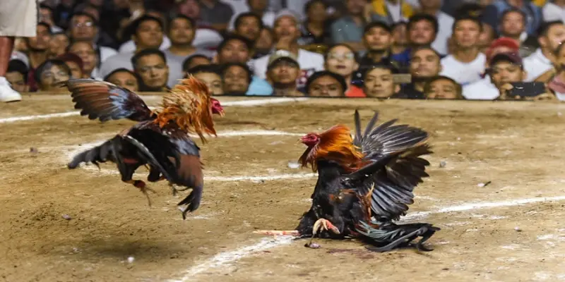 cac-giong-ga-tham-gia-da-ga-philippines